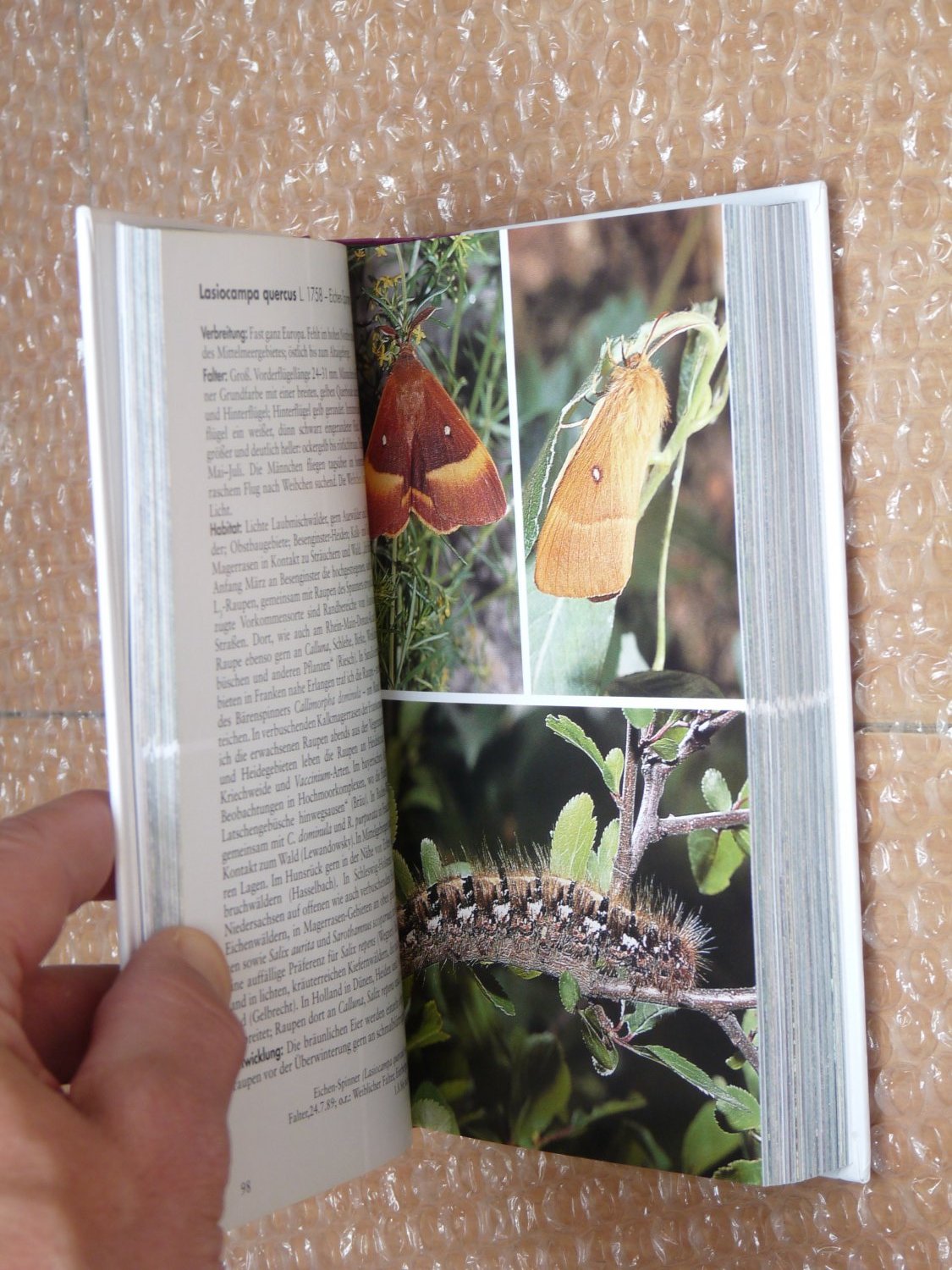 Nachtfalter Spinner und Schwärmer